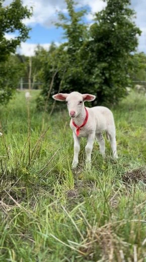 Mały baranek. Fot. Anna Korn-Barcikowska