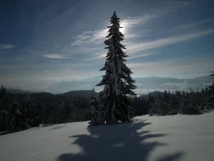 Zimowa jodła. Fot. Ryszard Kulik