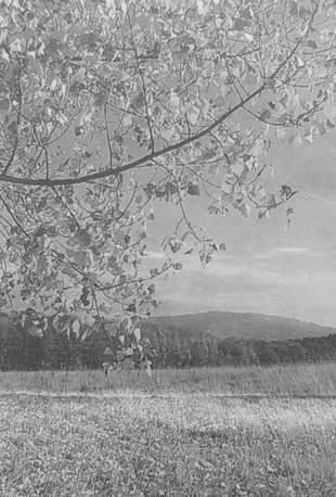 Cygański Las. Fot. Jacek Zachara