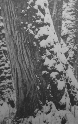 Puszcza Białowieska. Fot. Ryszard Kulik