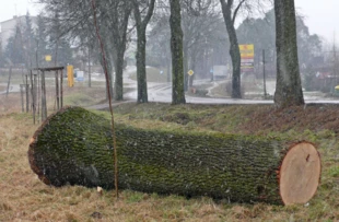Jesion wycięty z przydrożnej alei, ani chory, ani zagrażający bezpieczeństwu, ale za to cenny materiał tartaczny (Mrągowo 2007 r.). Fot. Krzysztof A. Worobiec