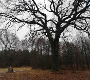 Dąb i kamień upamiętniający profesora. Fot. Wioletta Wawer