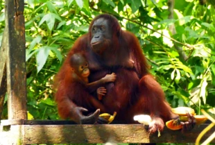 Orangutany Pongo pygmaeus w ośrodku rehabilitacji Sepilok (Borneo, Sabah); czy będą miały dokąd wrócić gdy całą wyspę pokryją plantacje palmy olejowej Elaeis guineensis? Fot. Grzegorz Gabryś