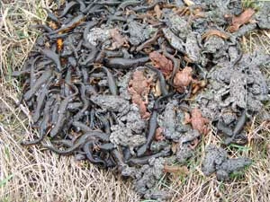 Kilkadziesiąt traszek grzebieniastych i kumaków nizinnych (gatunki Natura 2000) uratowanych na autostradzie A2. Fot. Mariusz Rybacki