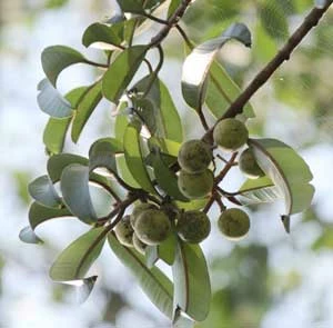 Calophyllum lanigerum wytwarza związek, który skutecznie ogranicza rozwój wirusa HIV. flickr.com