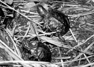 
Małe żółwie błotne. Fot. Magda Kamola
