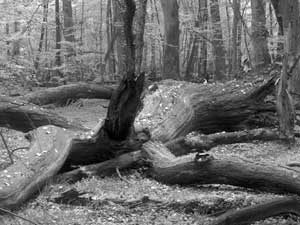 Fot. Kaj Romeyko-Hurko