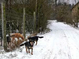 Hybrydy po obu stronach płotu. Fot. Archiwum PnrWI