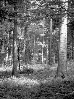 Fot. Kaj Romeyko-Hurko