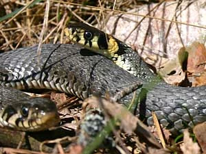 Fot. vertexfiction, flickr.com