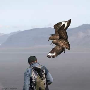 Wydrzyki broniące swojego terytorium. Fot. Pétur Gauti, flickr.com