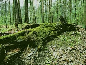 Większość owadów zasiedlających martwe drewno i przyczyniająca sie do jego rozkładu, posiada liczne symbiotyczne mikroorganizmy. Fot. Piotr Skubała