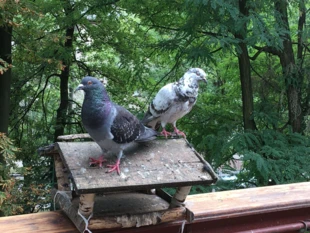 Gołębie miejskie mają bardzo różnorodny wygląd. Fot. Tomasz 
