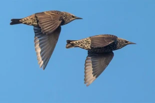 Szpaki w locie. Fot. CC NABU axel assmann