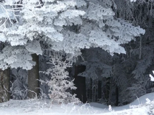 Zimowy las. Fot. Ryszard Kulik