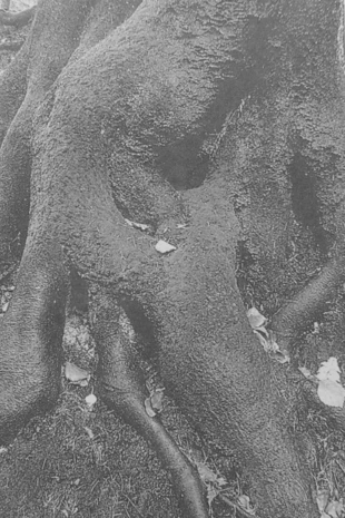 Cygański Las. Fot. Jacek Zachara