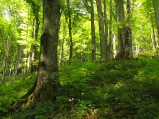 Stalowe pnie i morze zieleni bukowych liści. Fot. Krzysztof Wojciechowski