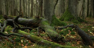 
Puszcza Białowieska, rezerwat ścisły, 2017 roku. Fot. Beata Hyży-Czołpińska
