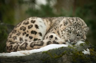 Dla dawnych Turków irbis był ucieleśnieniem mądrości, zwinności i ulotności. Był dobrym duchem zamieszkującym skaliste zbocza górskie. Fot. Lawrie Brailey