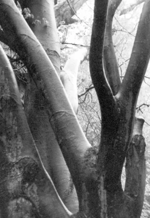 Las w Dolinie Wapienicy. Fot. Jacek Zachara