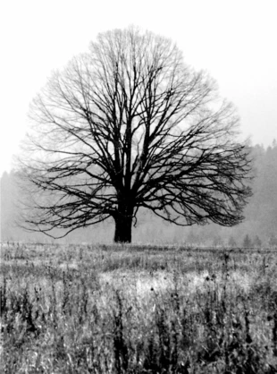 Fot. Jacek Zachara