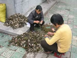 
Zbieractwo roślin leczniczych jest bardzo intensywne w Chinach, ograniczyło to występowanie wielu gatunków. Na zdjęciu zbieraczki leczniczych porostów w górach Qinling – środkowe Chiny. Fot. Łukasz Łuczaj

