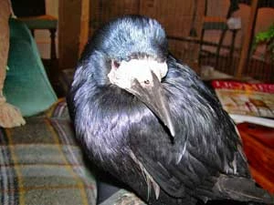 Corvus. Fot. Esther Woolfson