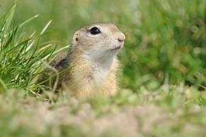 
Suseł moręgowany (Spermophilus citellus). Fot. Jan Svetlik, flickr.com
