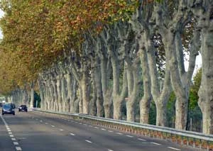 W wielu krajach bezpieczeństwo na drodze poprawia się ustawiając barierki energochłonne, uniemożliwiające najechanie na drzewa (Route de Saint Cannat, Prowansja, Francja). Fot. Krzysztof A. Worobiec