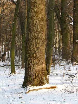 
Dąb w PN Hołosiwski Las w Kijowie – las uratował od wycięcia M. Szarleman. Fot. Krzesztof Wojciechowski
