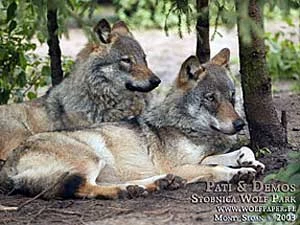 
Wilki w Stacji Doświadczalnej Katedry Zoologii AR Poznań w Stobnicy. Fot. Monty Sloan
