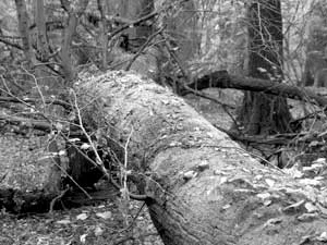 Fot. Kaj Romeyko-Hurko