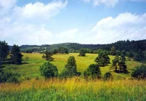 Jawornik. Fot. Grzegorz Bożek