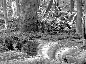 Fot. Kaj Romeyko-Hurko