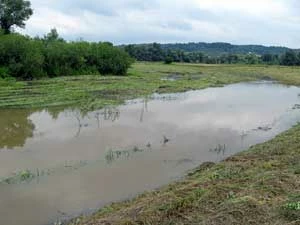 Starorzecze Wisłoka w Ustrobnej, w obszarze Wisłok Środkowy z dopływami. Fot. Łukasz Łuczaj