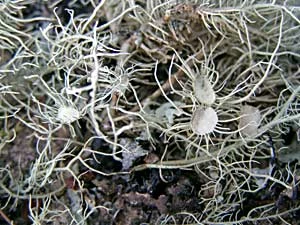Usnea sp. Fot. Adam Bohdan