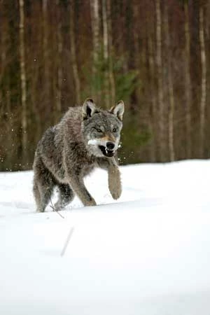 Wilk. Fot. Artur Tabor