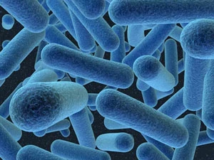 
Ile gatunków bakterii czeka na odkrycie?
