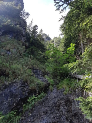 Czy zwierz mógłby wyleźć z takiego leśnego wąwozu? Ano mógłby. Niech smród ma się na baczności. Dolina Białego, Tatry Zachodnie. Fot. Wojciech Świerczek