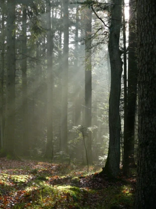 Wyżynny bór jodłowy. Fot. Łukasz Misiuna