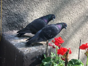 Para gołębi miejskich. Fot. Tomasz Plasa