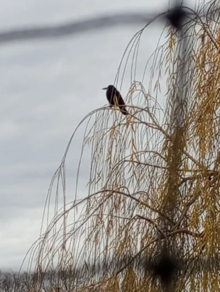 Śniadanie z gawronem. Fot. Amanda Musch