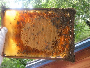 
Matka pszczela składa nawet do 3 tysięcy jajeczek na dobę. Fot. Piotr Nowotnik
