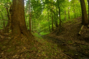 
Na terenie projektowanego Turnickiego Parku Narodowego znaleziono ponad 6 tysięcy drzew spełniających kryteria drzew pomnikowych. Fot. Tomasz Nabiałkowski / Fundacja Dziedzictwo Przyrodnicze
