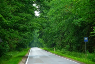 
Droga wojewódzka Nr 689 wzdłuż której miałaby powstać ścieżka rowerowa, drastycznie ingerująca w ekosystem Puszczy Białowieskiej. Fot. Adam Wajrak
