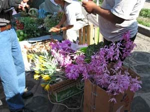 Storczyki nadrzewne zebrane w lesie mgielnym sprzedawane na targu w Xalapa (Meksyk). Używane są np. dekorowania kościołów. Fot. Łukasz Łuczaj