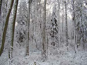Puszcza Białowieska. Fot. Adam Bohdan