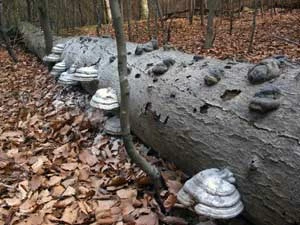 Fot. Kaj Romeyko-Hurko