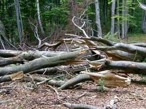 Siedlisko nadobnicy alpejskiej, okolice Wysowej-Zdroju. Fot. Jakub Michalcewicz