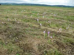 Łąki w Jaćmierzu k. Sanoka z kilkusethektarowym stanowiskiem zimowita. Teraz będą stanowić część sieci Natura 2000. Czy miejscowym rolnikom koszącym te łąki od wieków uda się zaproponować jakiś sensowny program ich użytkowania? Fot. Łukasz Łuczaj